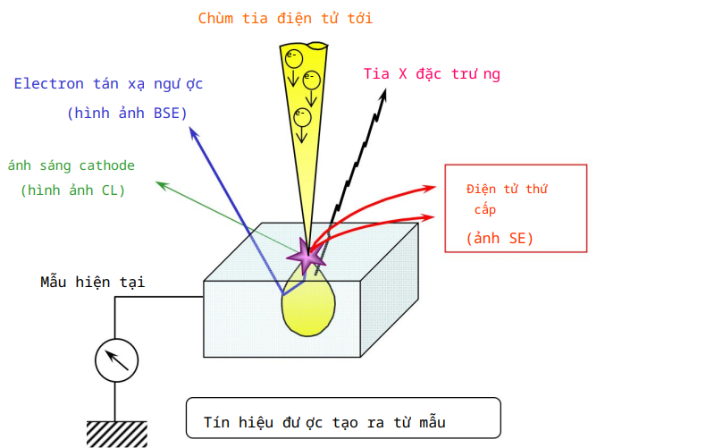 Nguyên lý hoạt động của kính hiển vi điện tử quét SEM